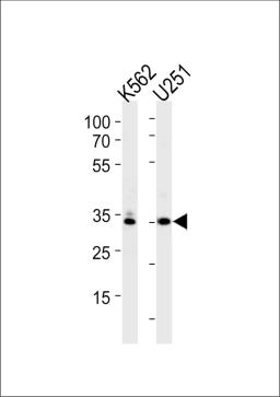 Western blot analysis in K562,U251 cell line lysates (35ug/lane).