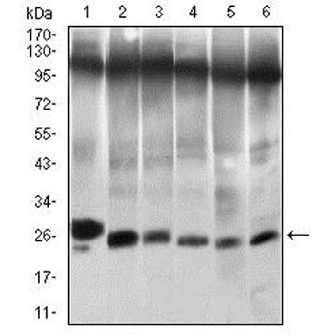 Western blot - Anti-Twist antibody [10E4E6]