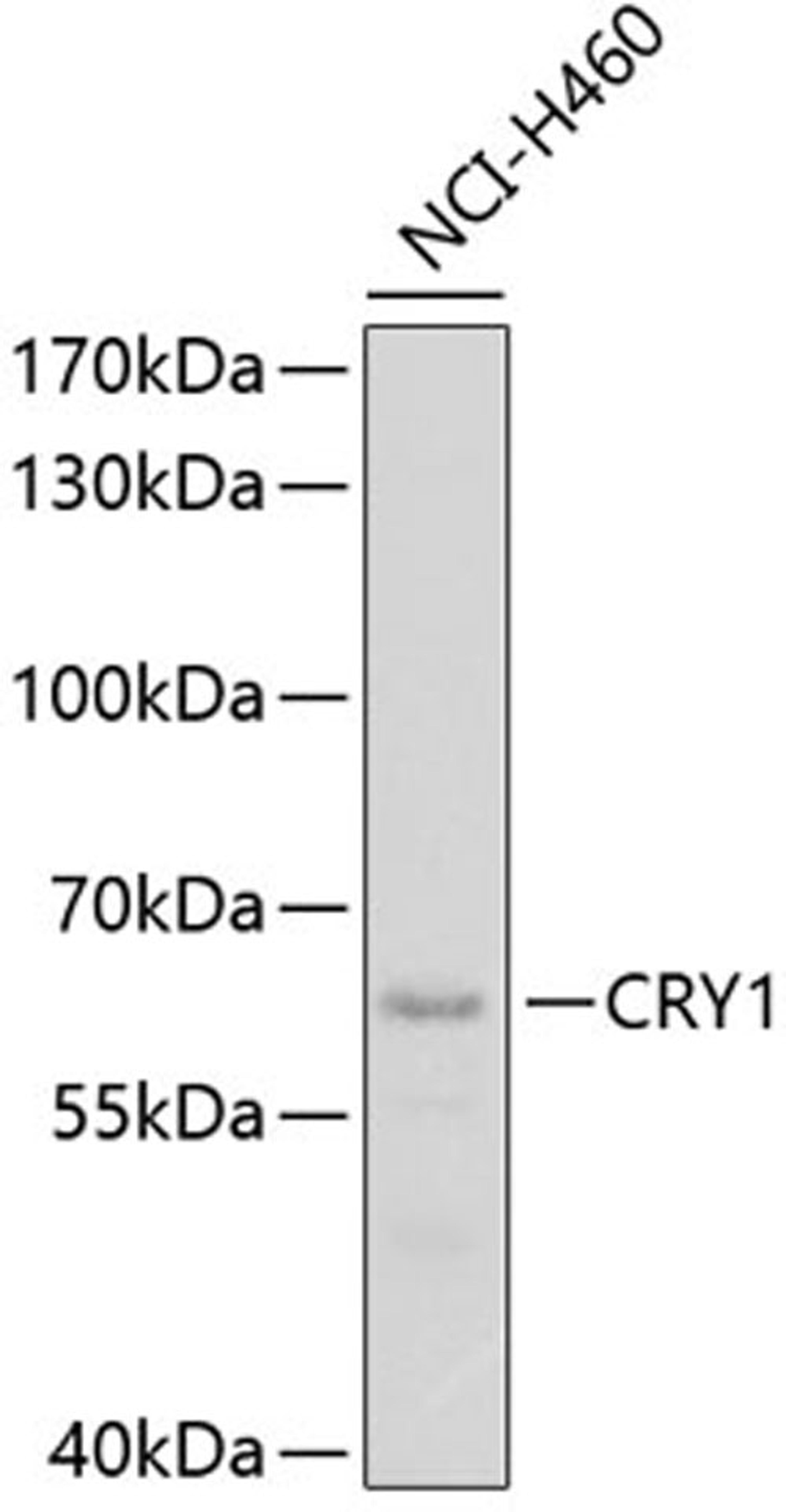 Western blot - CRY1 antibody (A13666)