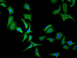 Immunofluorescence staining of Hela cell with CSB-RA001950MA3HU at 1:30, counter-stained with DAPI. The cells were fixed in 4% formaldehyde and blocked in 10% normal Goat Serum. The cells were then incubated with the antibody overnight at 4C. The secondary antibody was FITC-conjugated AffiniPure Goat Anti-Human IgG(H+L).
