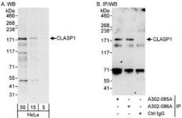 Detection of human CLASP1 by western blot and immunoprecipitation.