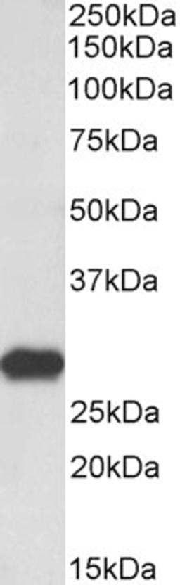 45-825 (0.3ug/ml) staining of Rat Brain lysate (35ug protein in RIPA buffer). Primary incubation was 1 hour. Detected by chemiluminescence.