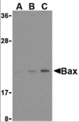 Western blot analysis of Bax in HL-60 cell lysates with Bax antibody at (A) 1, (B) 2, and (C) 4 &#956;g/mL. 