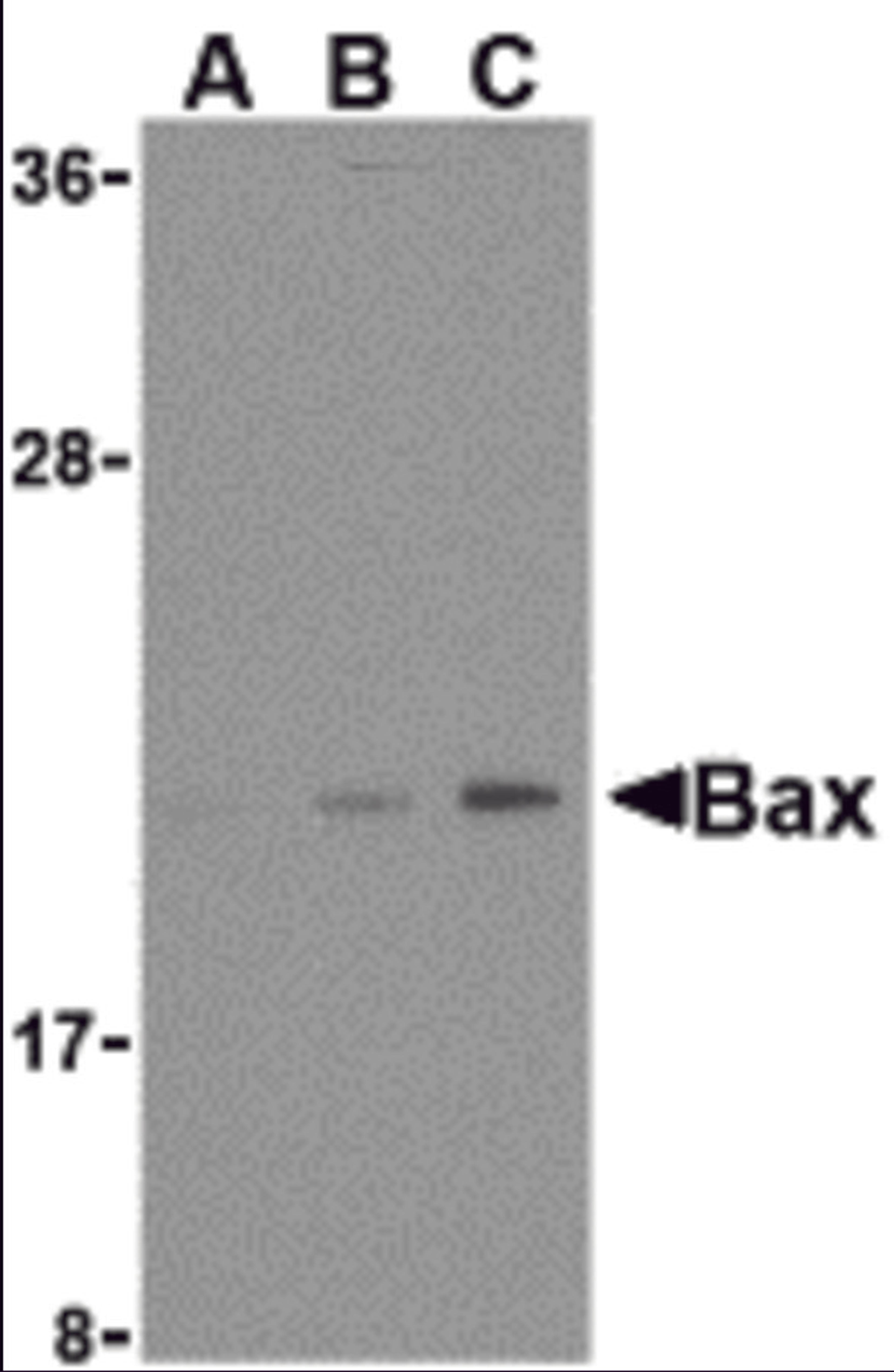 Western blot analysis of Bax in HL-60 cell lysates with Bax antibody at (A) 1, (B) 2, and (C) 4 μg/mL.
