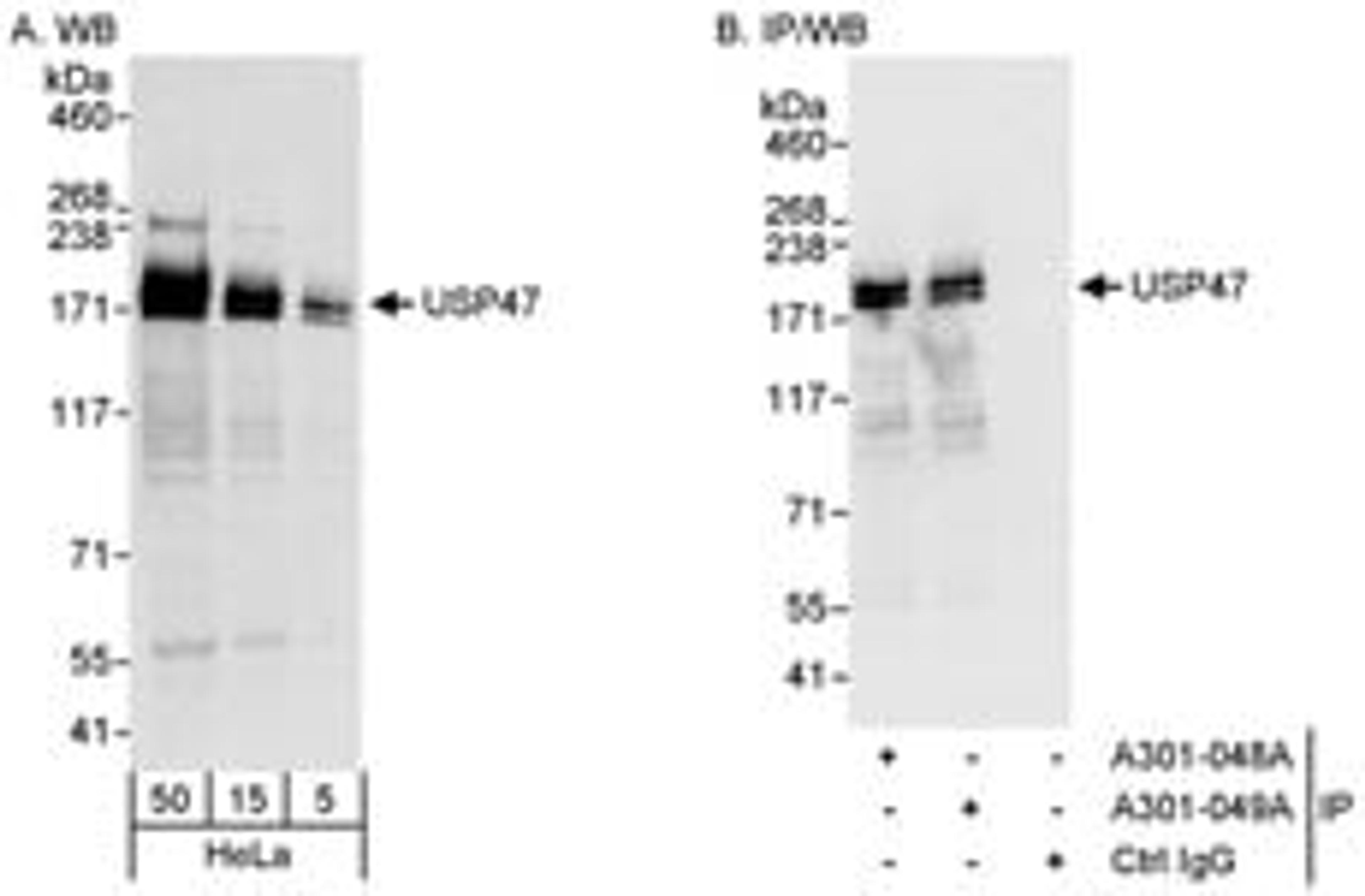 Detection of human USP47 by western blot and immunoprecipitation.