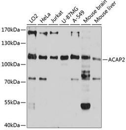 Western blot - ACAP2 antibody (A12127)