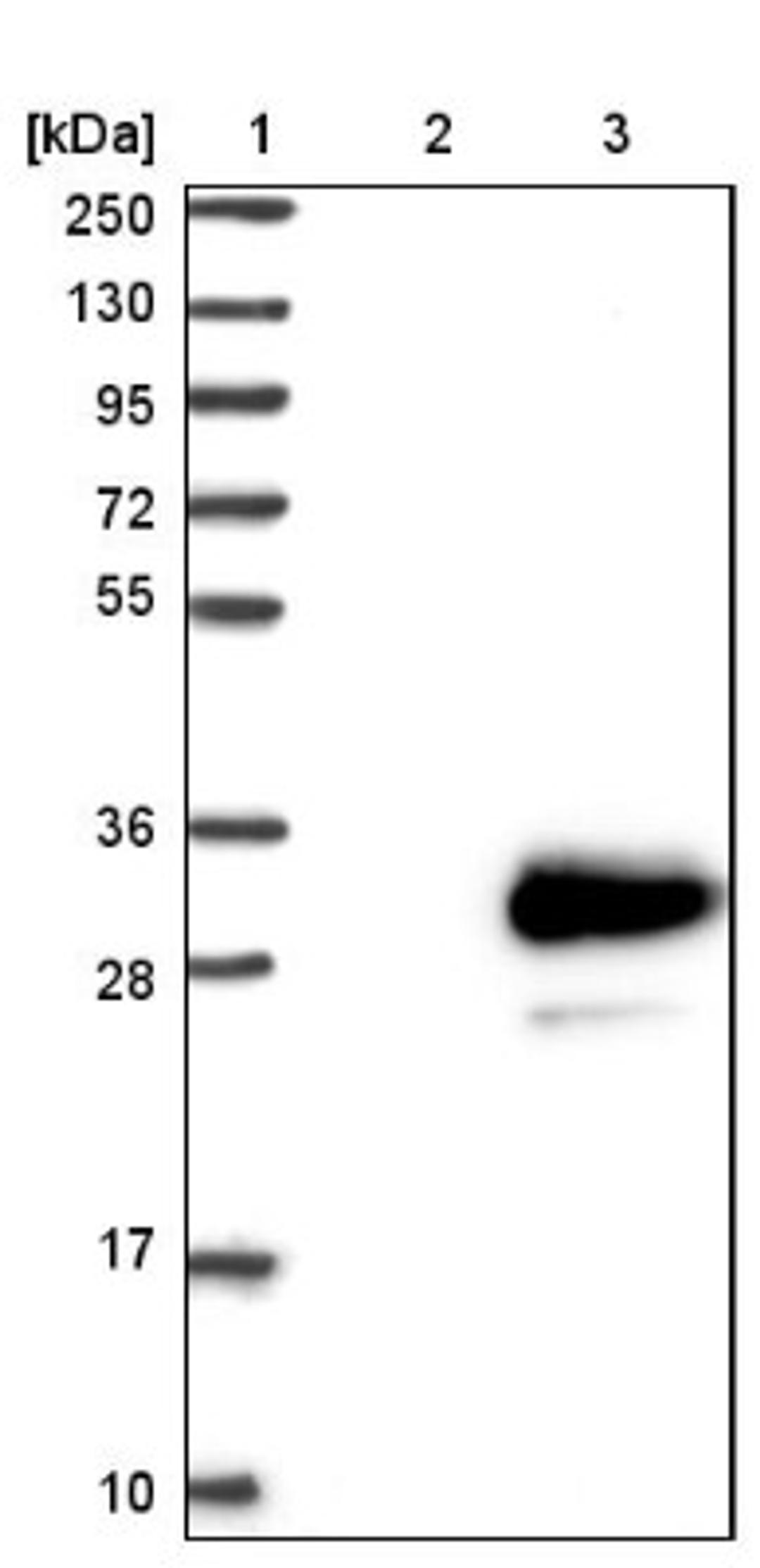 Western Blot: TMEM98 Antibody [NBP1-84154] - Lane 1: Marker [kDa] 250, 130, 95, 72, 55, 36, 28, 17, 10<br/>Lane 2: Negative control (vector only transfected HEK293T lysate)<br/>Lane 3: Over-expression lysate (Co-expressed with a C-terminal myc-DDK tag (~3.1 kDa) in mammalian HEK293T cells, LY414489)