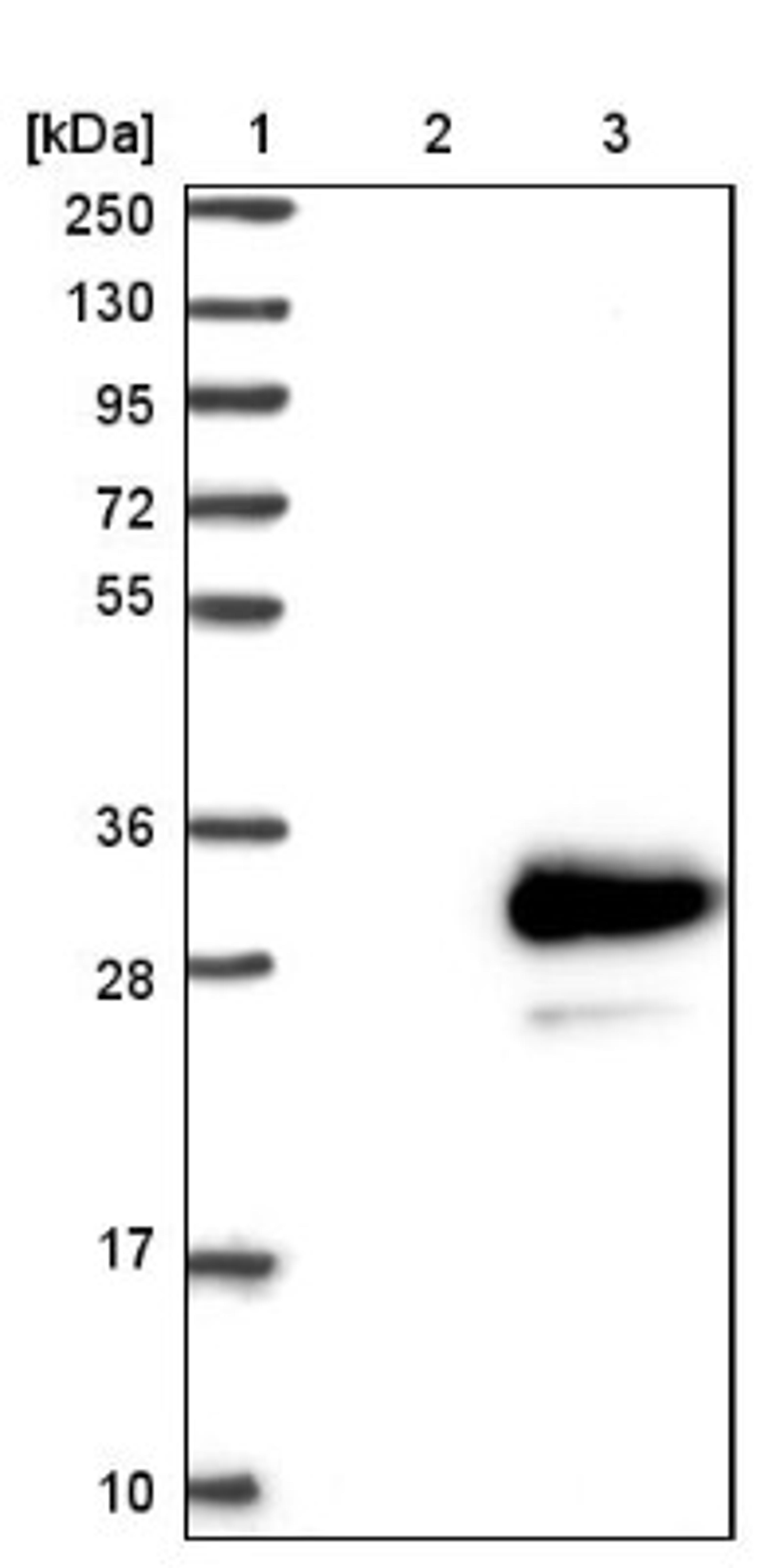 Western Blot: TMEM98 Antibody [NBP1-84154] - Lane 1: Marker [kDa] 250, 130, 95, 72, 55, 36, 28, 17, 10<br/>Lane 2: Negative control (vector only transfected HEK293T lysate)<br/>Lane 3: Over-expression lysate (Co-expressed with a C-terminal myc-DDK tag (~3.1 kDa) in mammalian HEK293T cells, LY414489)