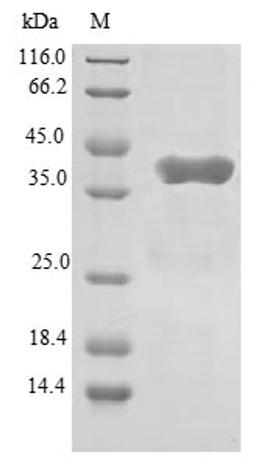 (Tris-Glycine gel) Discontinuous SDS-PAGE (reduced) with 5% enrichment gel and 15% separation gel.