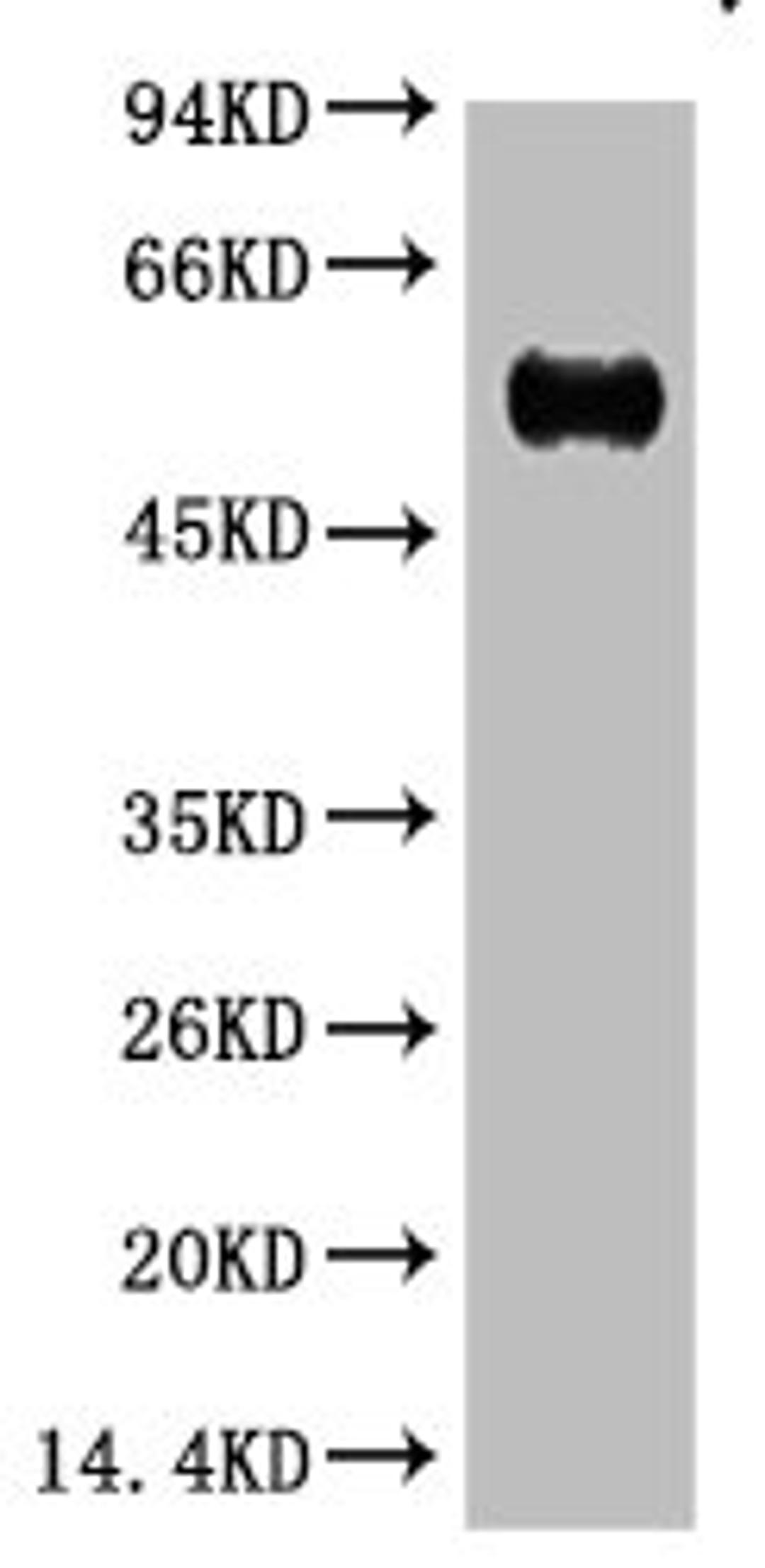 Western blot analysis of Reduced Rabbit IgG, H+L, diluted at 1:10000.