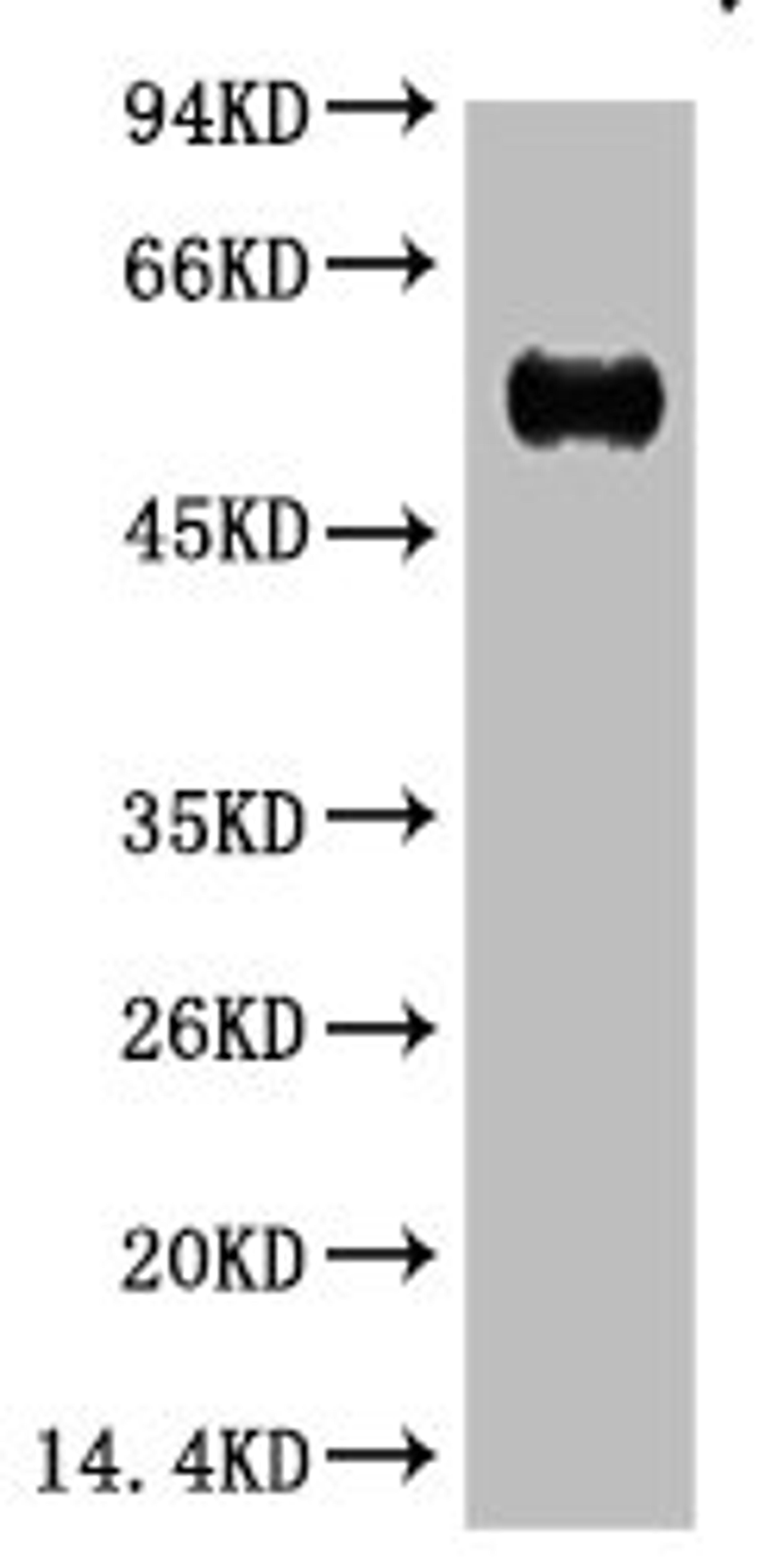 Western blot analysis of Reduced Rabbit IgG, H+L, diluted at 1:10000.