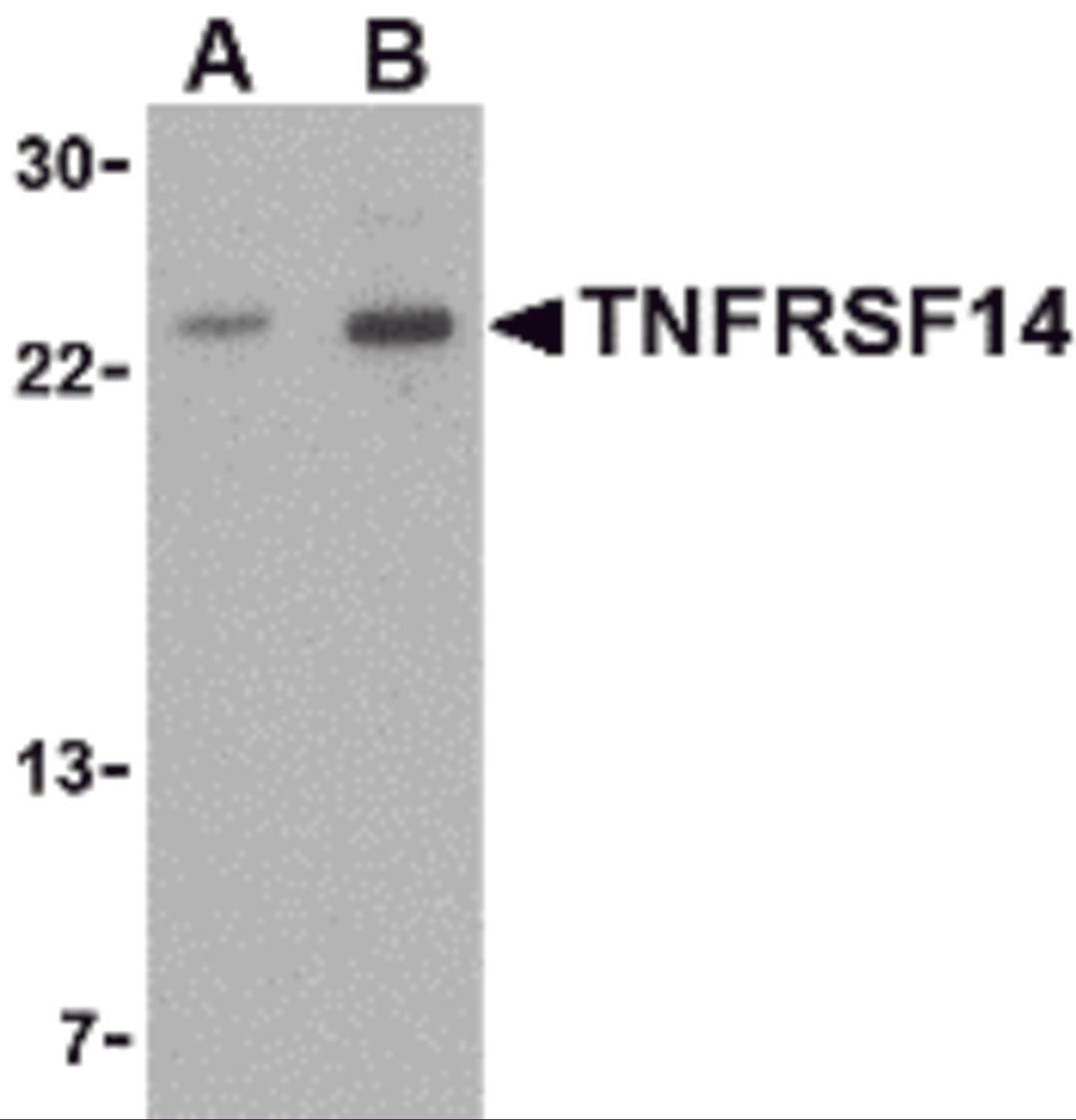 Western blot analysis of TNFRSF14 in mouse thymus tissue lysate with TNFRSF14 antibody at (A) 1 and (B) 2 μg/mL.