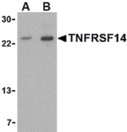 Western blot analysis of TNFRSF14 in mouse thymus tissue lysate with TNFRSF14 antibody at (A) 1 and (B) 2 μg/mL.