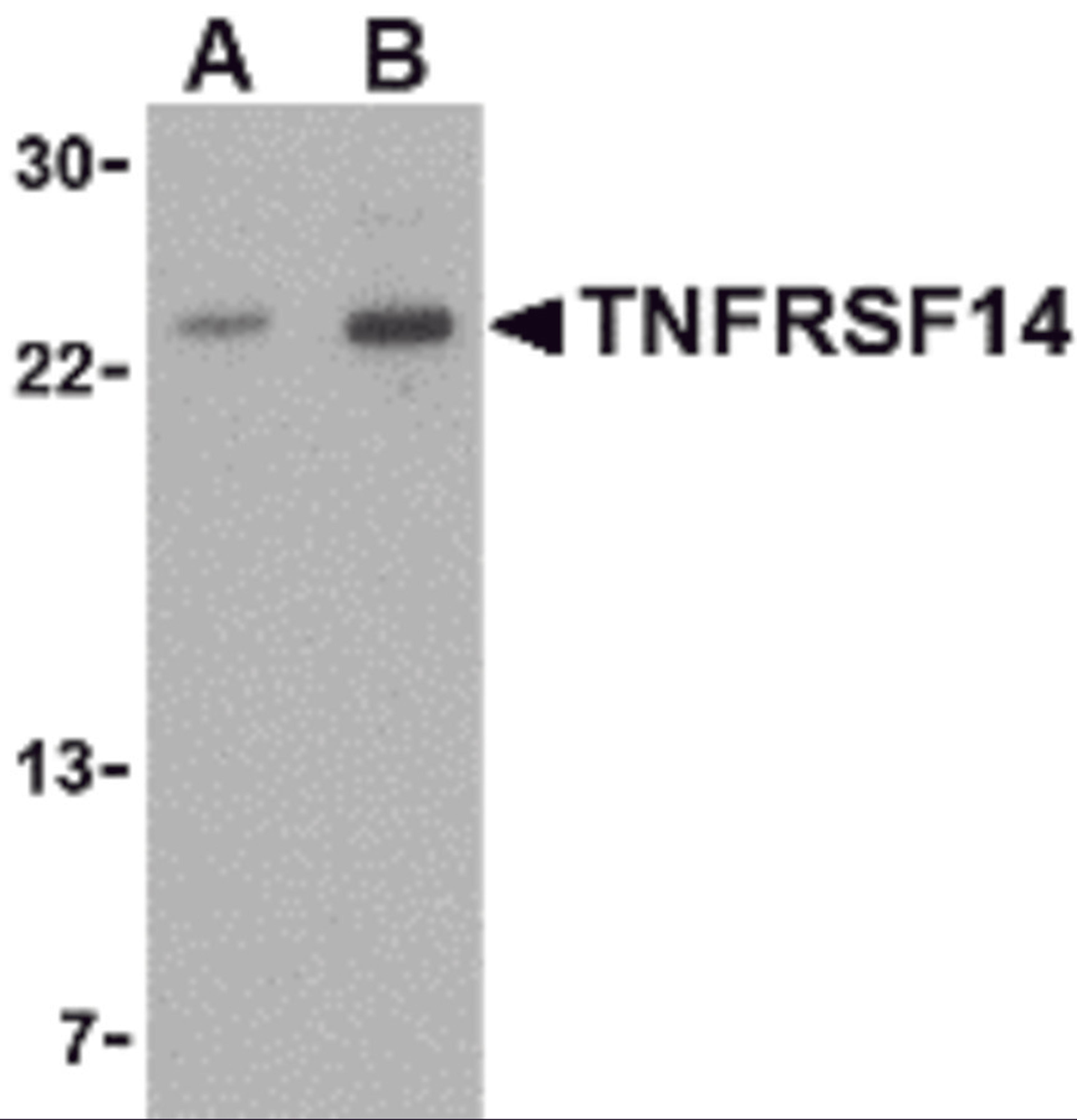 Western blot analysis of TNFRSF14 in mouse thymus tissue lysate with TNFRSF14 antibody at (A) 1 and (B) 2 μg/mL.