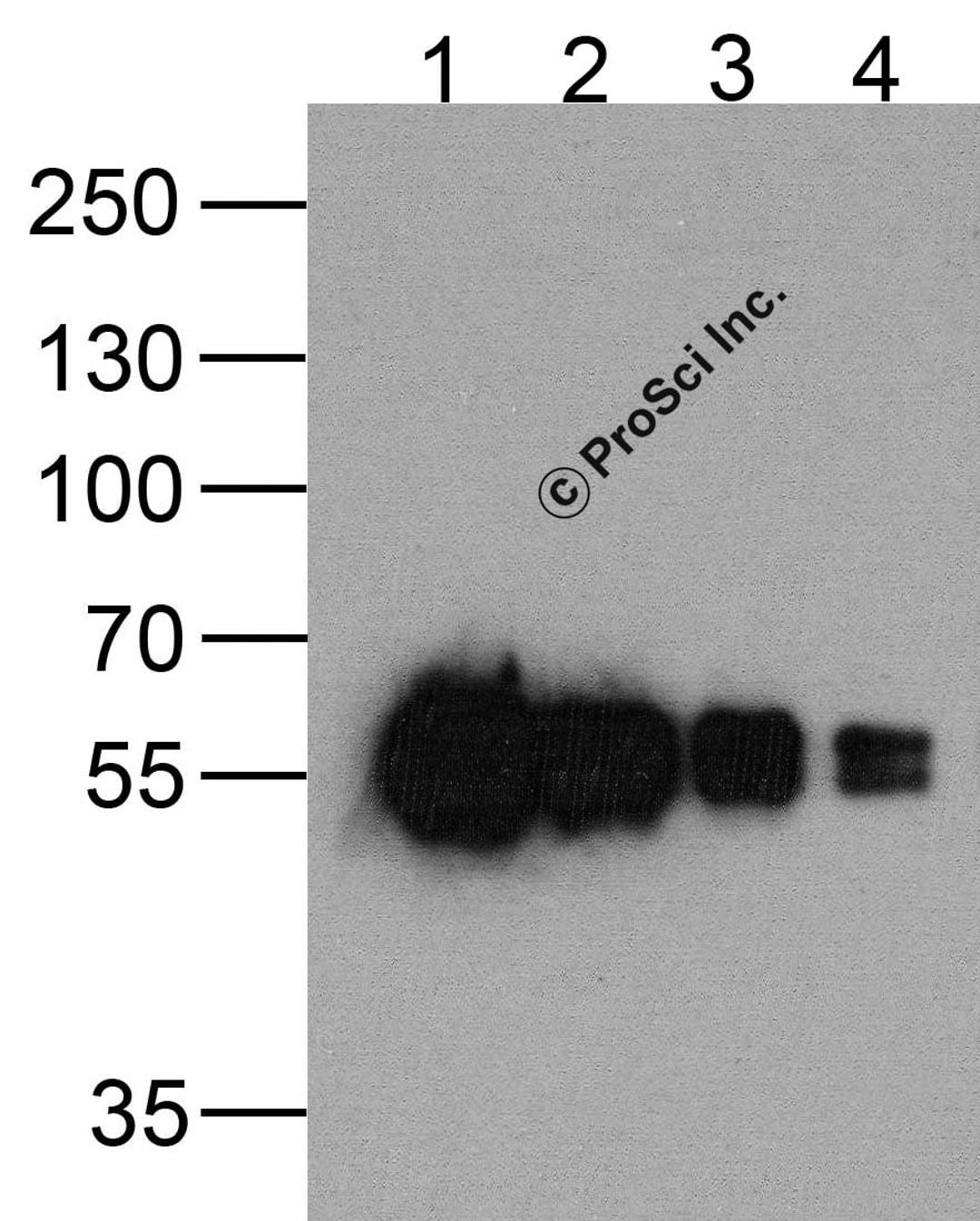Western blot analysis of (1) 200ng, (2) 100 ng, (3) 50 ng, and (4) 25 ng of a cMyc-tag-containing recombinant GGP1 protein with cMyc-tag antibody at 0.5 μg/ml.