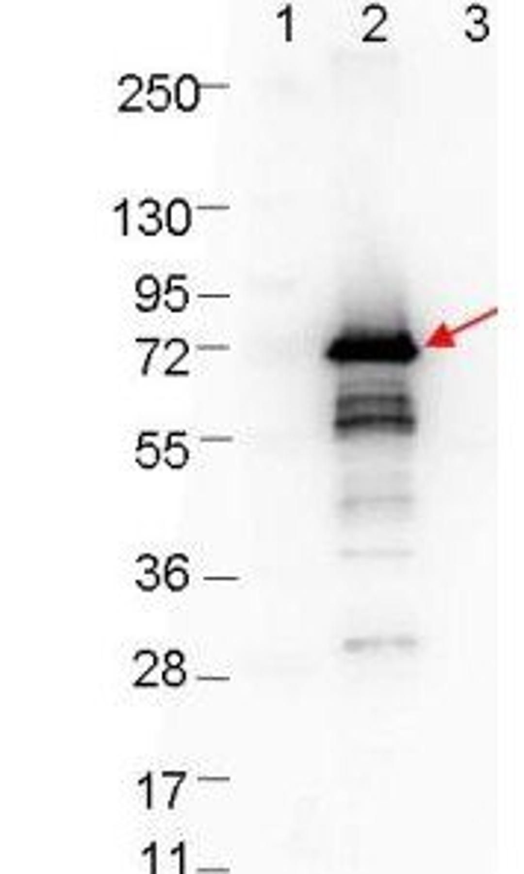 Western blot analysis of Lane 1: Molecular weight markers. Lane 2: MBP-OspA fusion protein (arrow; expected MW: 70.5 kDa) using OspA antibody