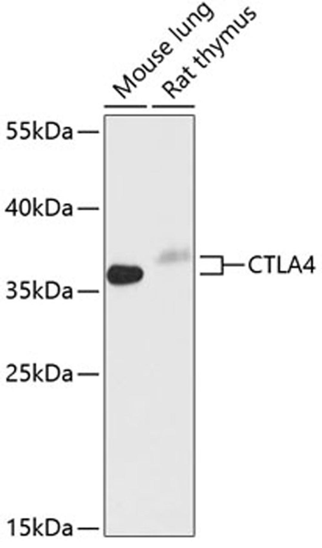 Western blot - CTLA4 antibody (A13965)