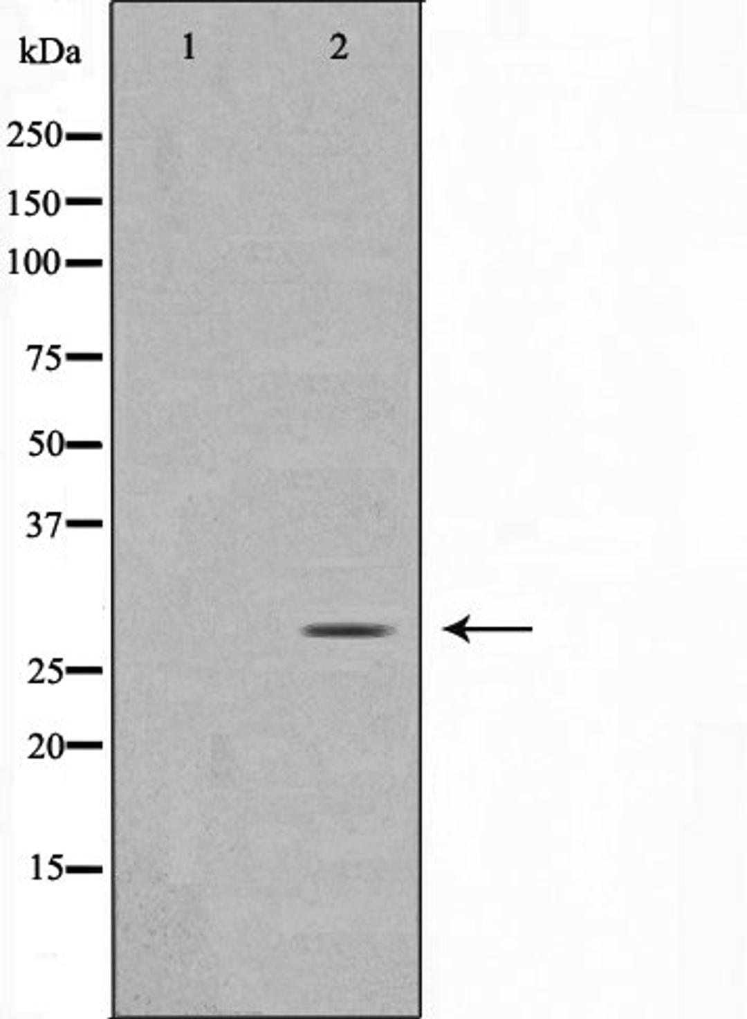 Western blot analysis of rat brain cell lysate using MOBL3 antibody