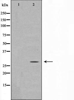 Western blot analysis of rat brain cell lysate using MOBL3 antibody