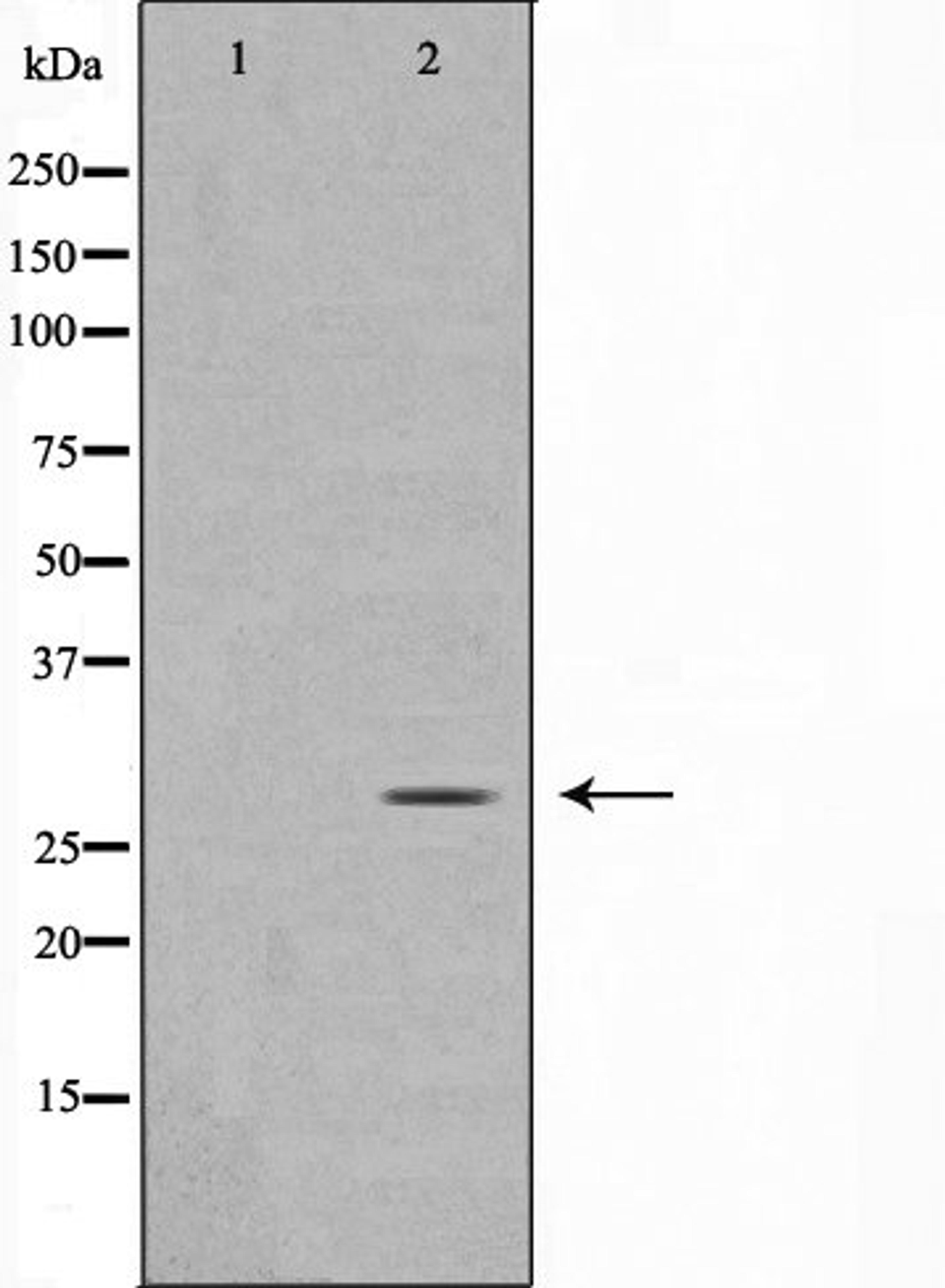 Western blot analysis of rat brain cell lysate using MOBL3 antibody