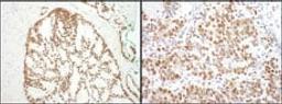 Detection of human and mouse SF3B3 by immunohistochemistry.