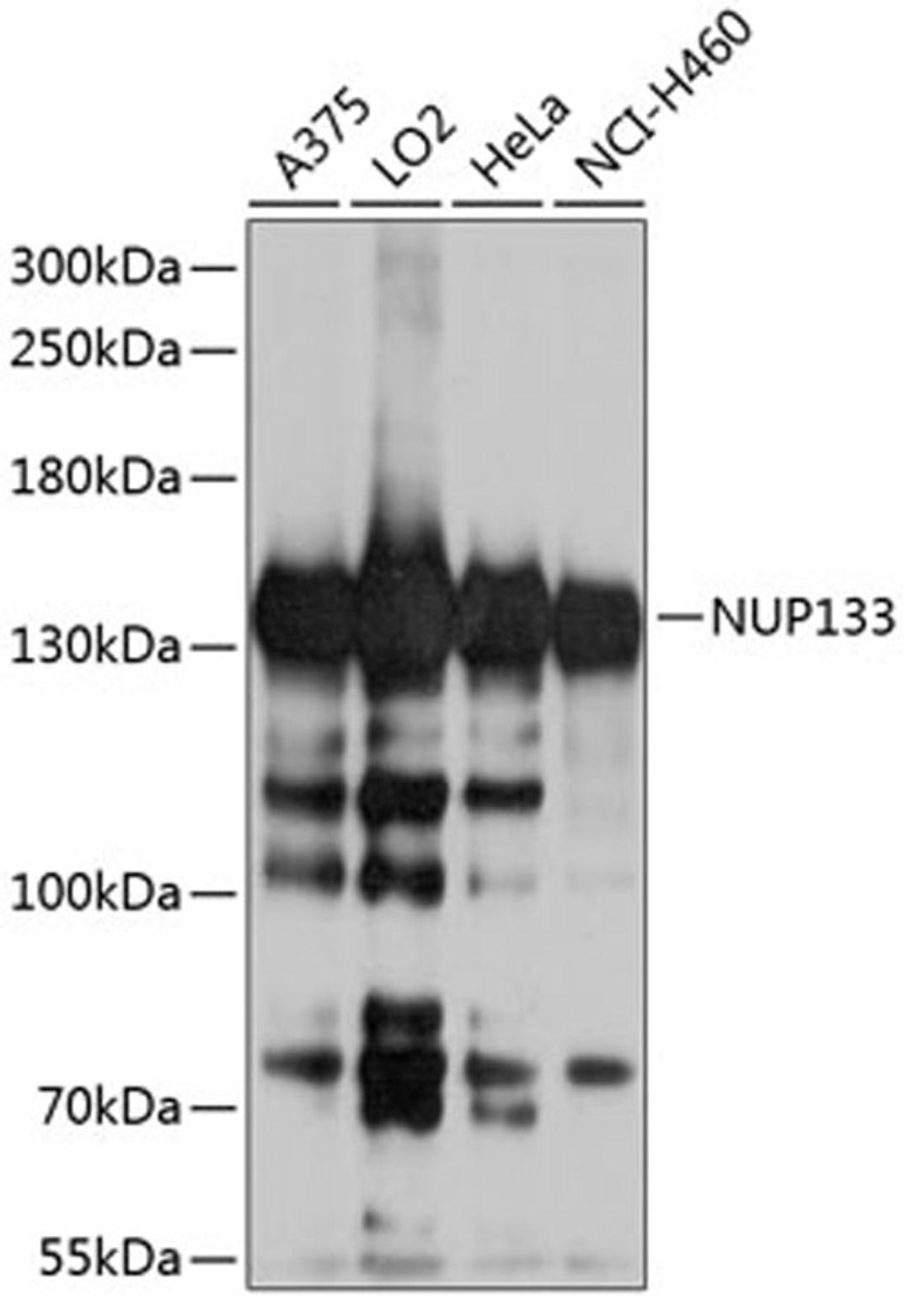 Western blot - NUP133 antibody (A8818)