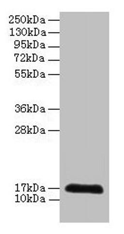 Western blot. All lanes: CDA antibody at 2µg/ml + 293T whole cell lysate. Secondary. Goat polyclonal to rabbit IgG at 1/10000 dilution. Predicted band size: 17 kDa. Observed band size: 17 kDa