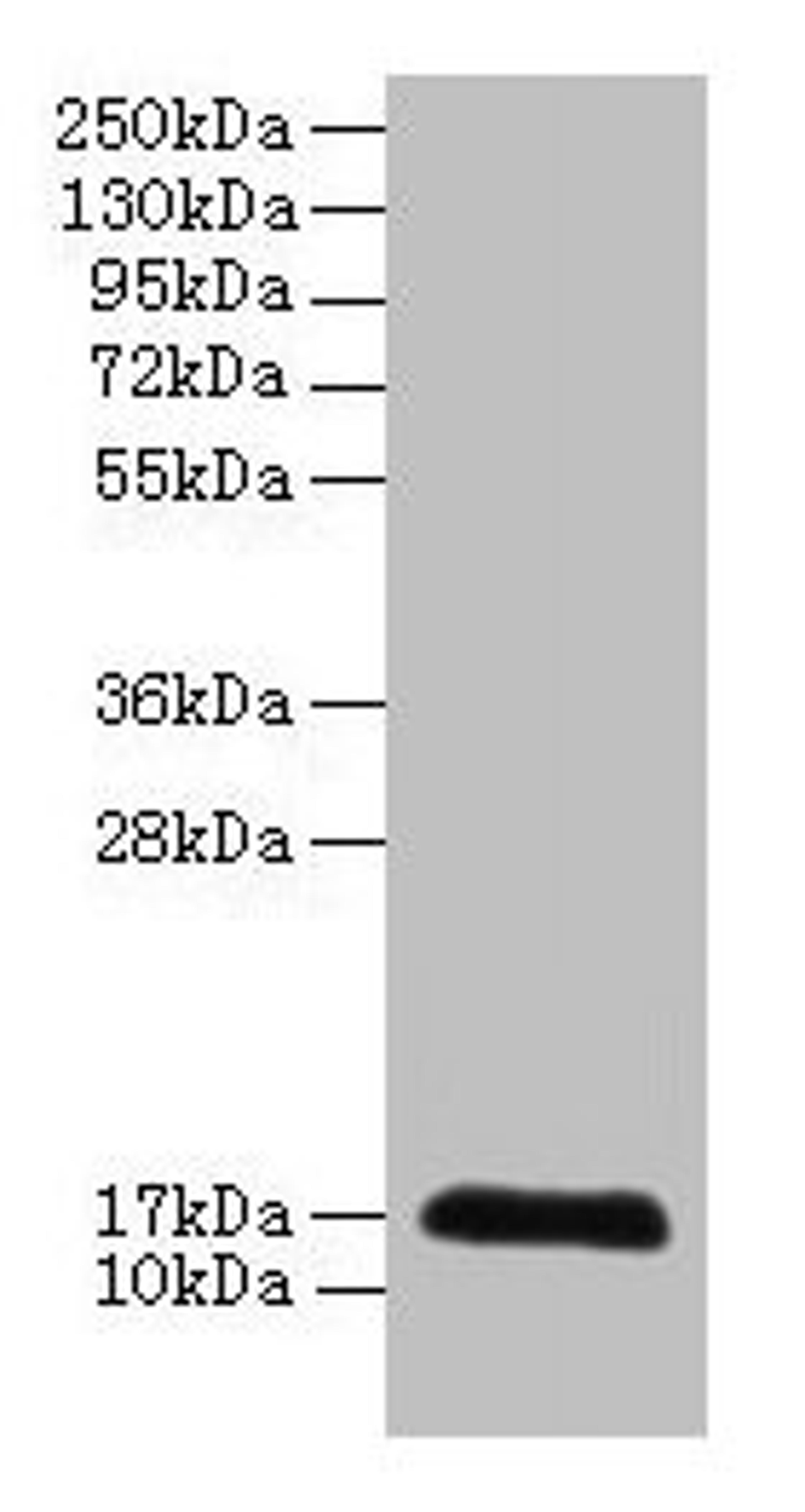Western blot. All lanes: CDA antibody at 2µg/ml + 293T whole cell lysate. Secondary. Goat polyclonal to rabbit IgG at 1/10000 dilution. Predicted band size: 17 kDa. Observed band size: 17 kDa
