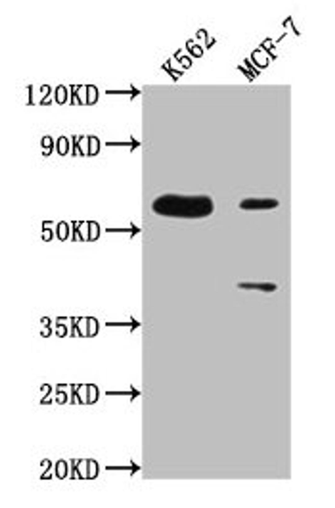 Western Blot. Positive WB detected in: K562 whole cell lysate, MCF-7 whole cell lysate. All lanes: PTBP3 antibody at 1:2000. Secondary. Goat polyclonal to rabbit IgG at 1/50000 dilution. Predicted band size: 60, 57, 61, 50 kDa. Observed band size: 60 kDa