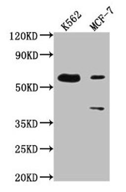 Western Blot. Positive WB detected in: K562 whole cell lysate, MCF-7 whole cell lysate. All lanes: PTBP3 antibody at 1:2000. Secondary. Goat polyclonal to rabbit IgG at 1/50000 dilution. Predicted band size: 60, 57, 61, 50 kDa. Observed band size: 60 kDa
