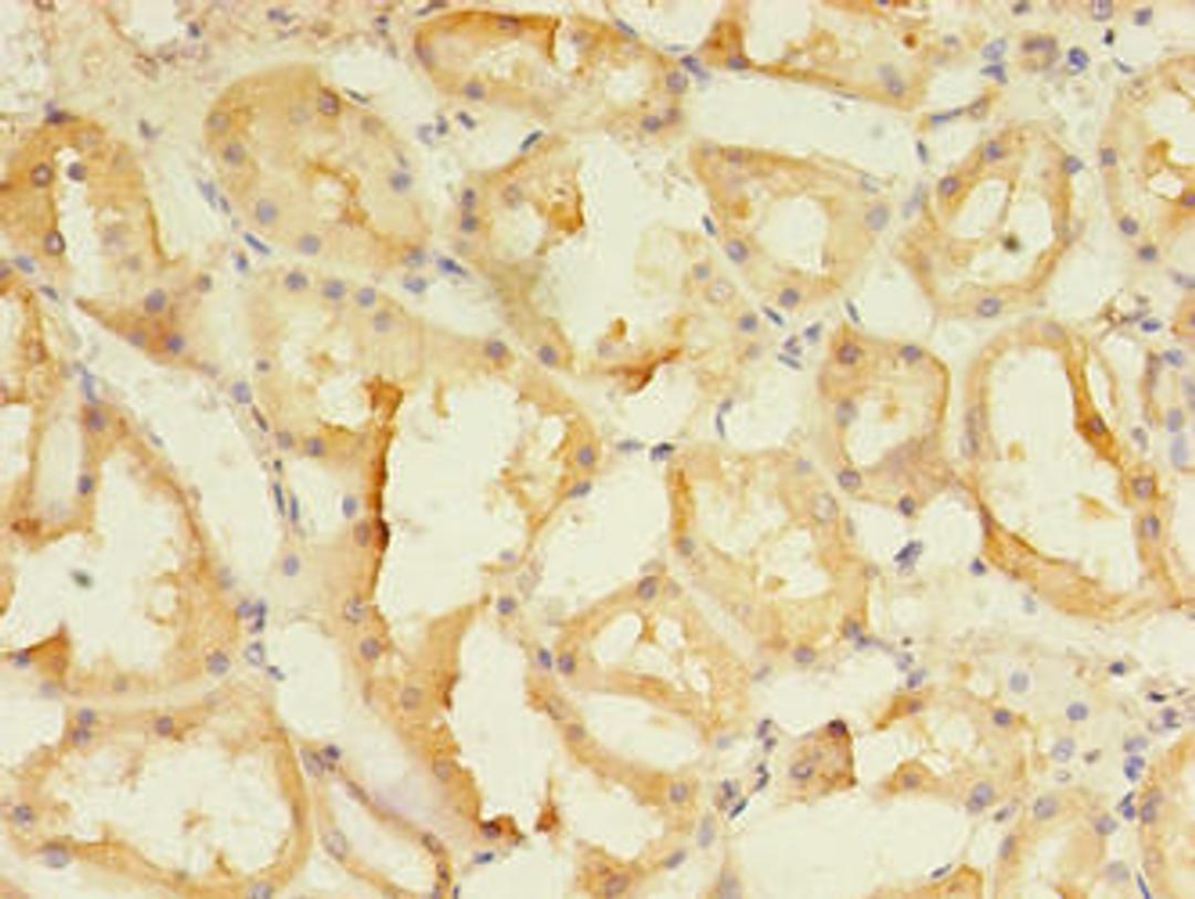 Immunohistochemistry of paraffin-embedded human kidney tissue using CSB-PA855490LA01HU at dilution of 1:100