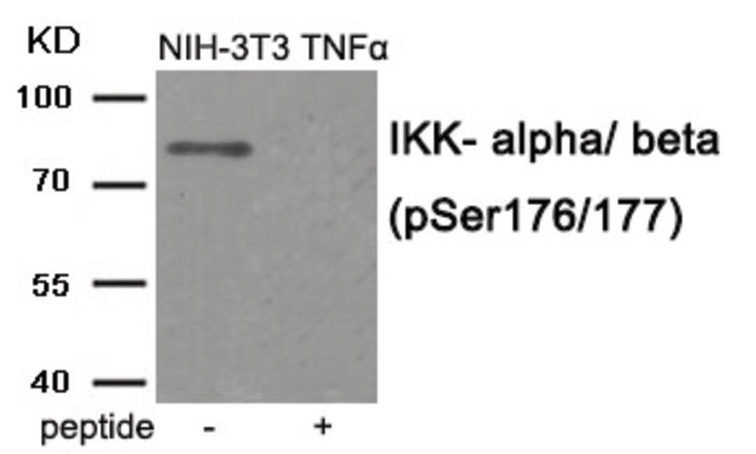 Western blot analysis of extracts from NIH-3T3 cells treated with TNF using IKK- alpha/ beta (Phospho-Ser176/177) Antibody. The lane on the right is treated with the antigen-specific peptide.