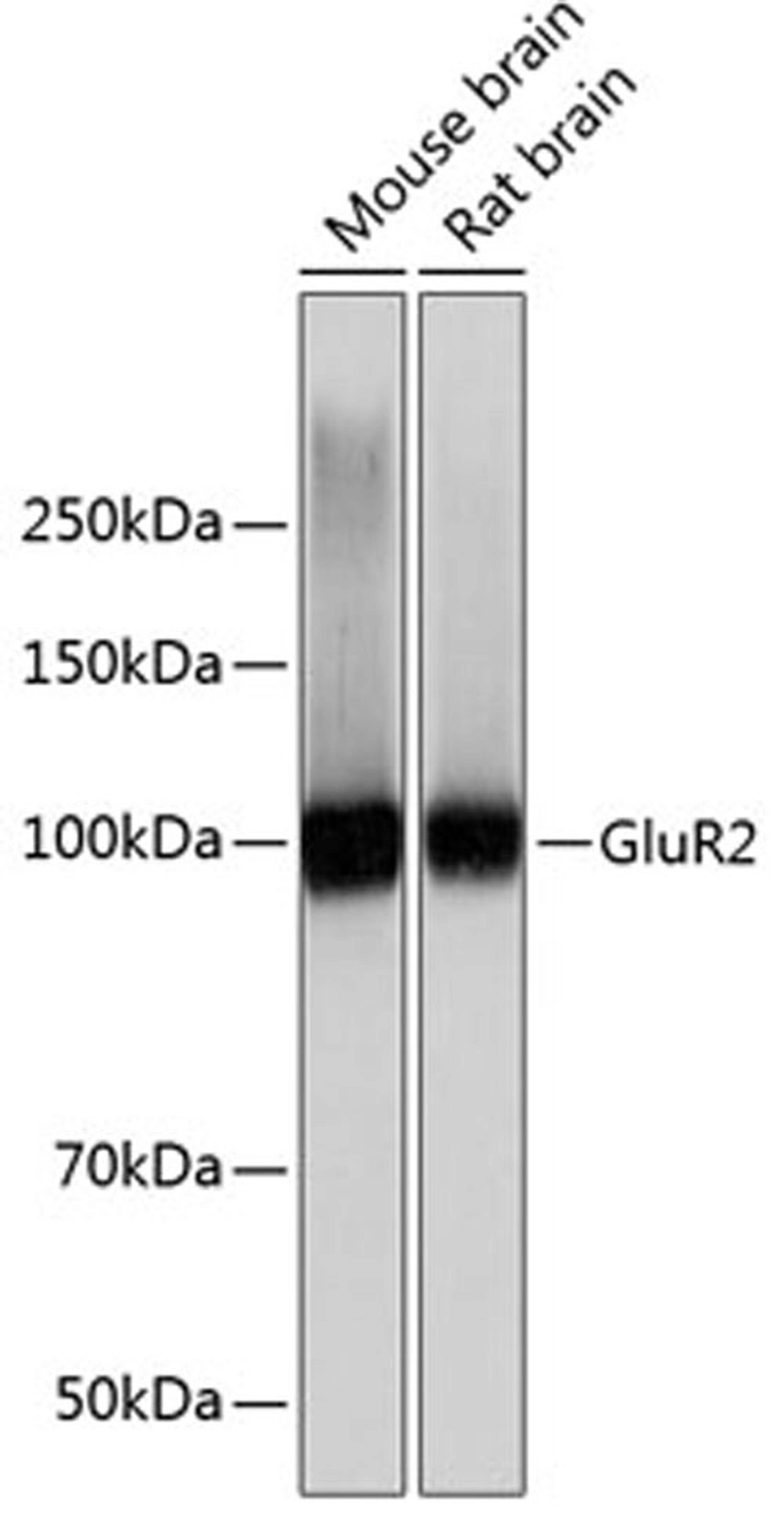 Western blot - GluR2 Rabbit mAb (A11316)