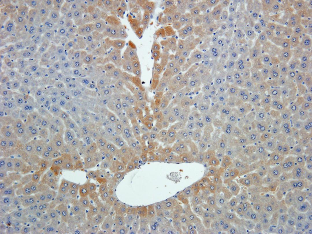 Immunohistochemical staining of paraffin embedded mouse liver tissue using GPC3 antibody (2.5 ug/ml)