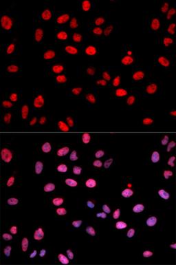 Immunofluorescence - Phospho-Jun-S243 antibody (AP0050)