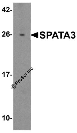 Western blot analysis of SPATA3 in 3T3 cell lysate with SPATA3 antibody at 1 μg/mL.