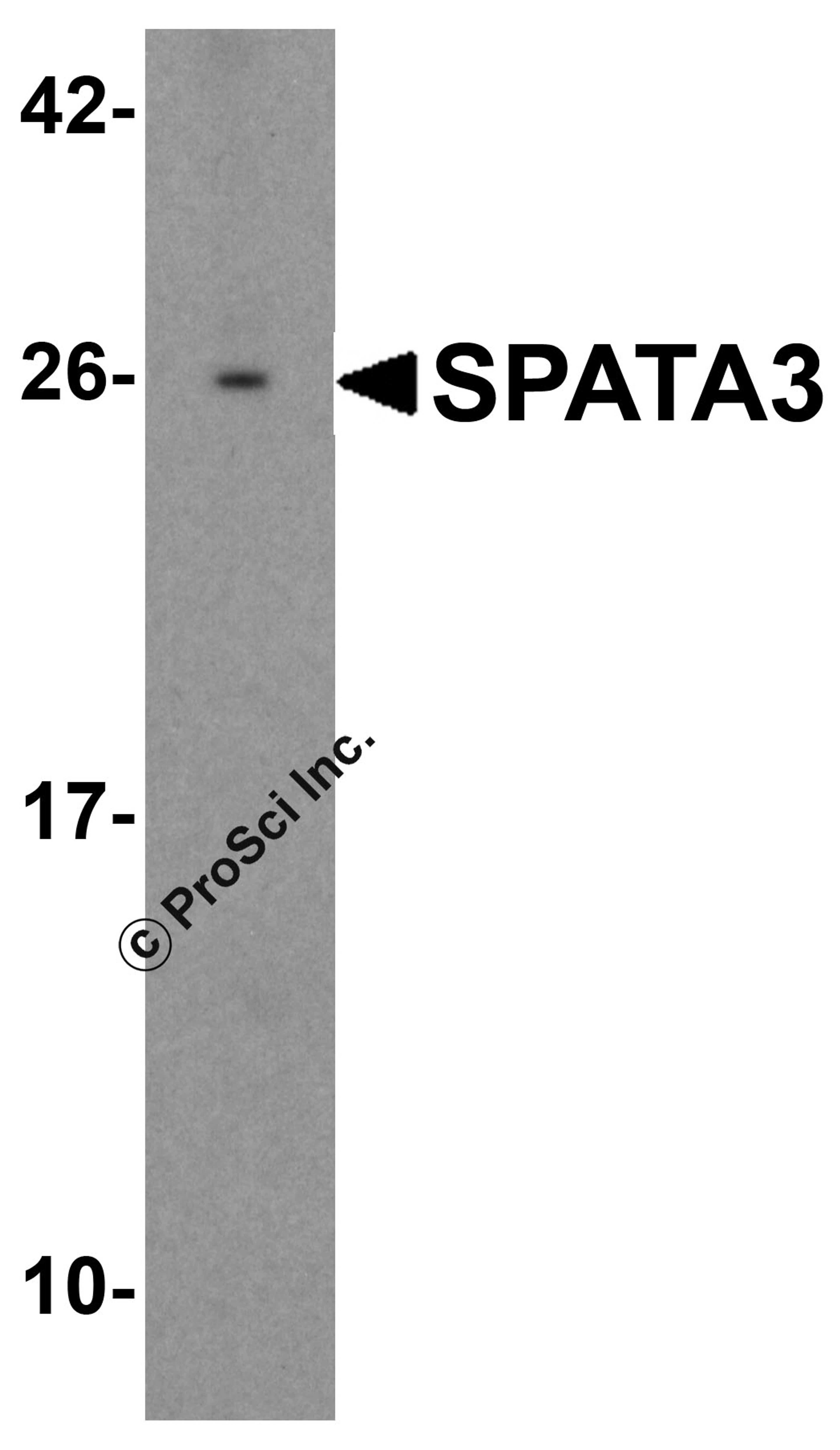 Western blot analysis of SPATA3 in 3T3 cell lysate with SPATA3 antibody at 1 μg/mL.