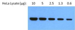 Western Blot: gp96/HSP90B1/GRP94 Antibody (9G10) [NB300-619] - Analysis of 2-fold serial dilutions of HeLa cell lysate, starting at 10 ug, per well.