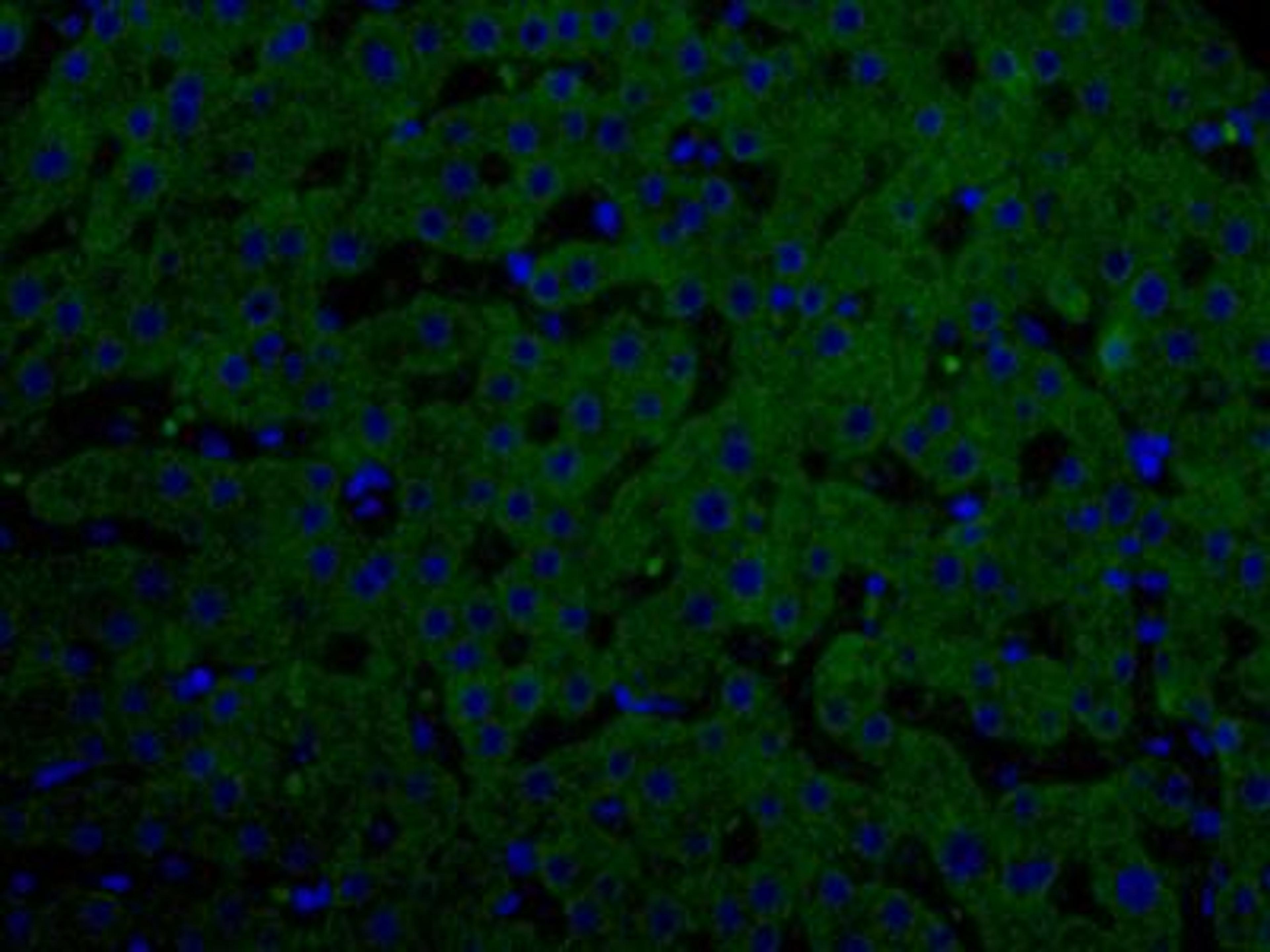 Immunocytochemistry/Immunofluorescence: GLP1 Antibody (5B10)  - BSA Free [NBP1-05189] - Staining in human liver tissue. Signal is strong in the cytoplasmic site of hepatocytes. Dilution: 1:4000.