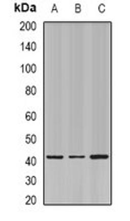 Western blot analysis of SW480 (Lane1), mouse skin (Lane2), mouse lung (Lane3) whole cell lysates using ELF3 antibody