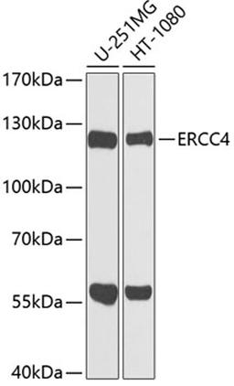 Western blot - ERCC4 antibody (A8119)