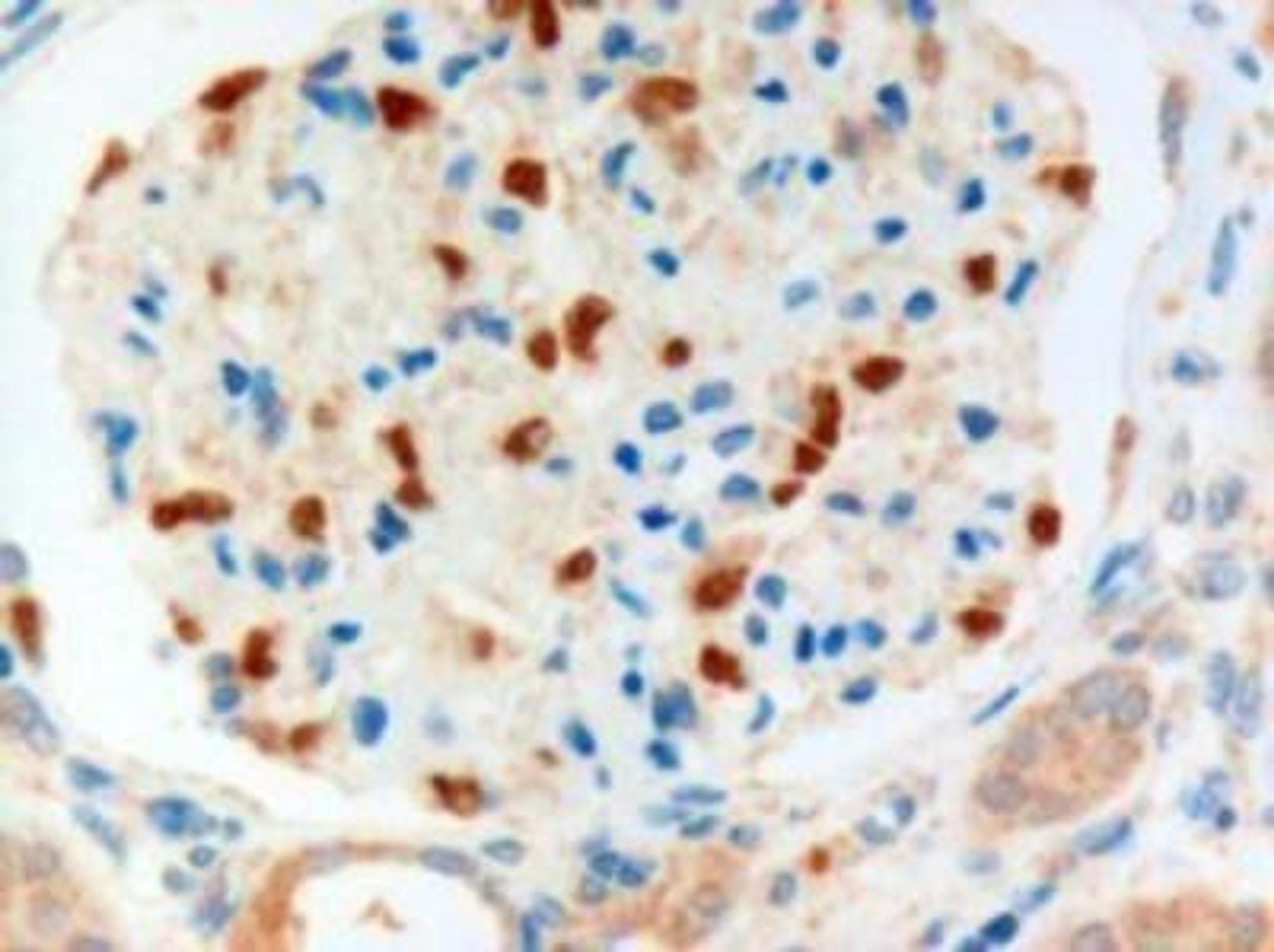 Immunohistochemistry-Paraffin: FoxC1 Antibody [NB100-1268] - Staining of paraffin embedded Human Kidney. Microwaved antigen retrieval with Tris/EDTA buffer pH9, HRP-staining