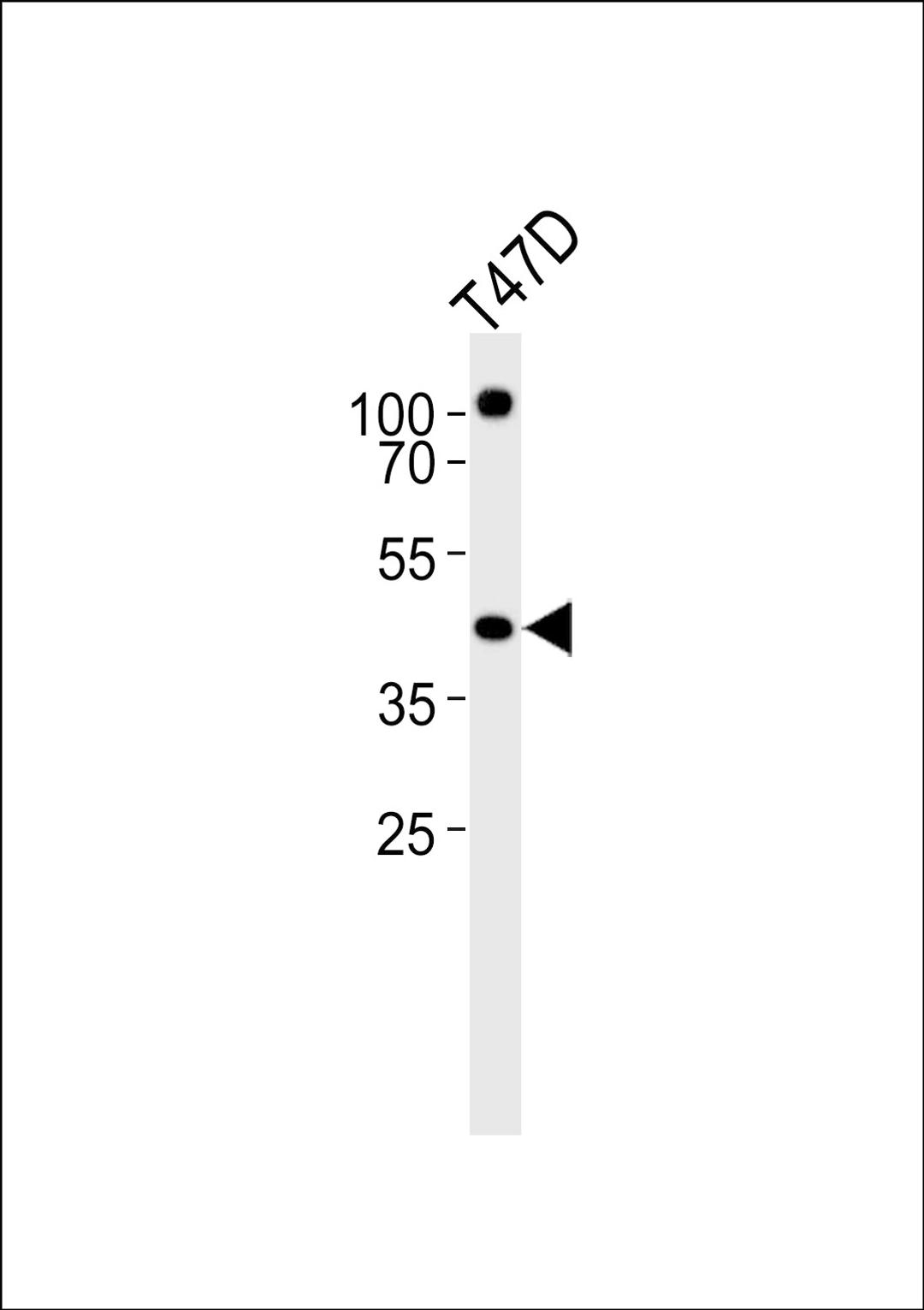 Western blot analysis of lysate from T47D cell line, using RXRA Antibody at 1:1000.