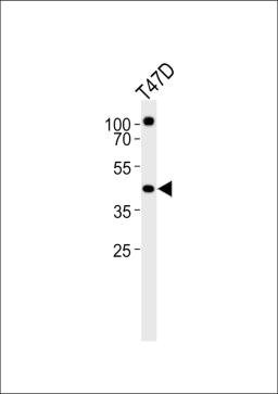 Western blot analysis of lysate from T47D cell line, using RXRA Antibody at 1:1000.