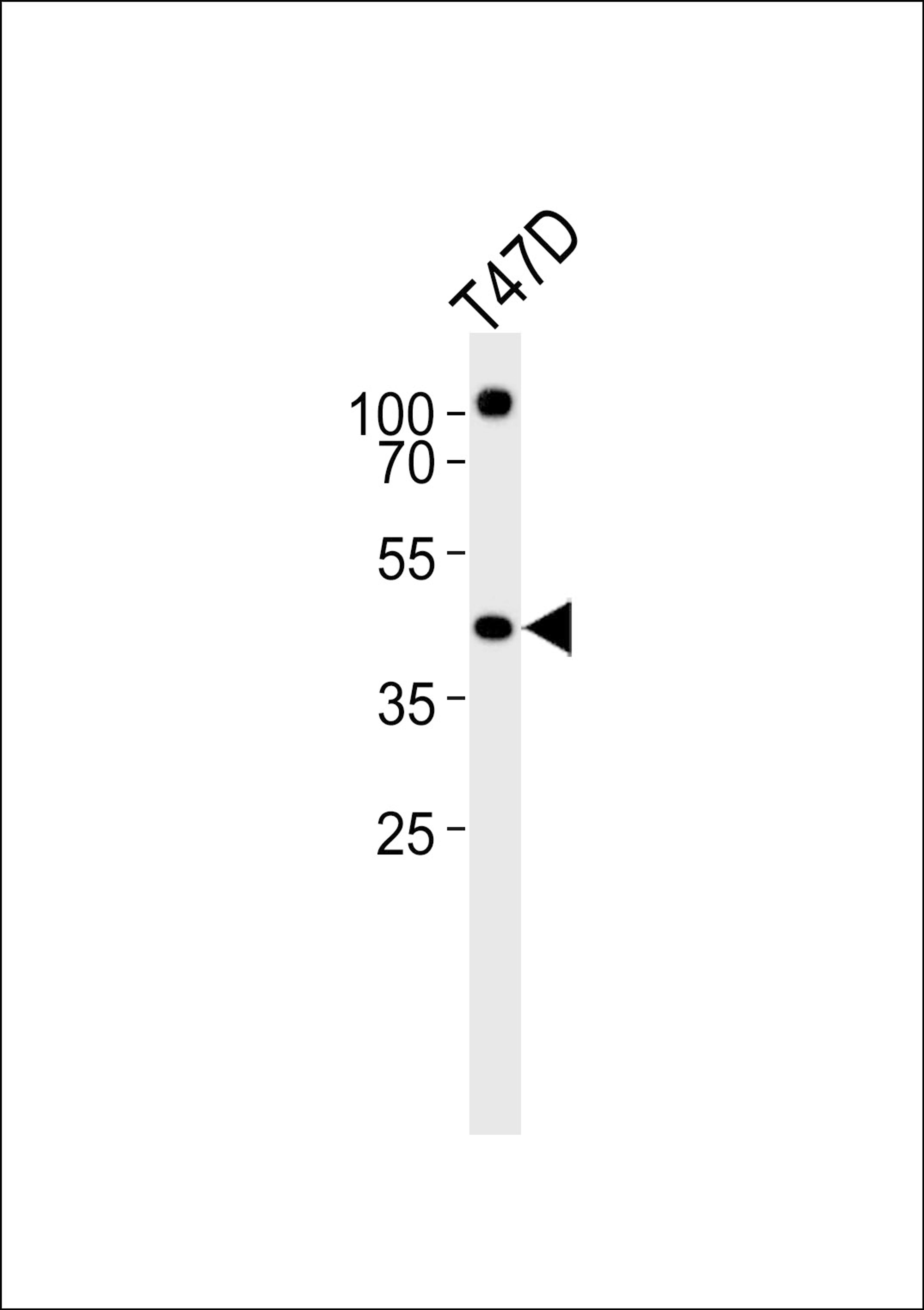 Western blot analysis of lysate from T47D cell line, using RXRA Antibody at 1:1000.