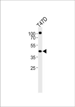 Western blot analysis of lysate from T47D cell line, using RXRA Antibody at 1:1000.