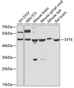 Western blot - SYT4 antibody (A7737)