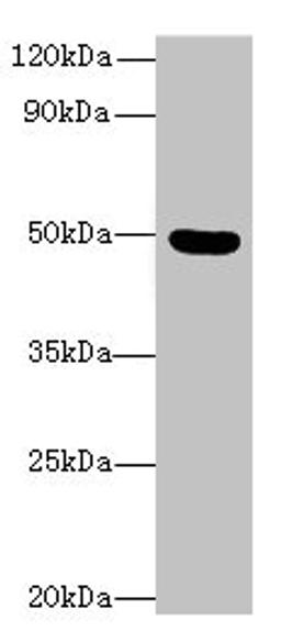 Western blot. All lanes: C5orf22 antibody at 8µg/ml + Mouse brain tissue. Secondary. Goat polyclonal to rabbit IgG at 1/10000 dilution. Predicted band size: 50, 21, 19 kDa. Observed band size: 50 kDa