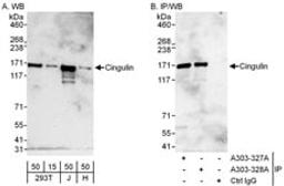 Detection of human Cingulin by western blot and immunoprecipitation.