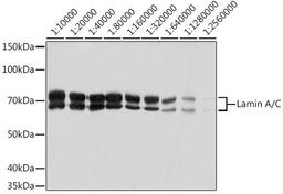 Western blot - Lamin A/C antibody (A19524)